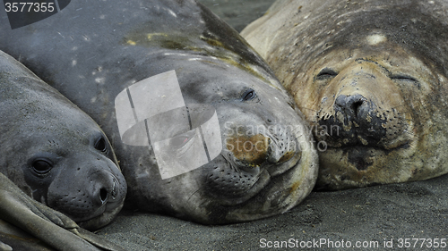 Image of Three Elaphant Seals