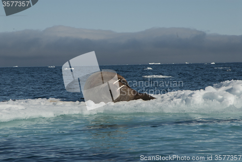 Image of Walrus on an ice floe