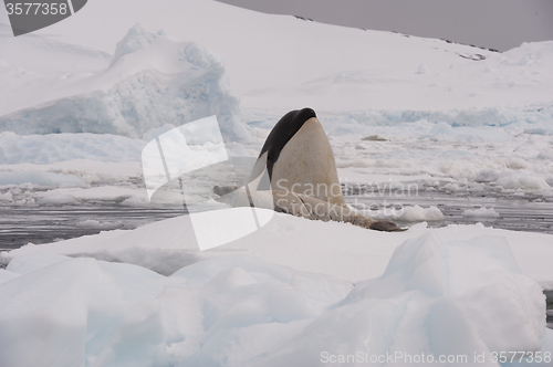 Image of Killer whale with seal