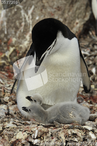 Image of Chinstrap Penguin with chick