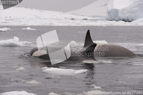 Image of Two Killer Whales