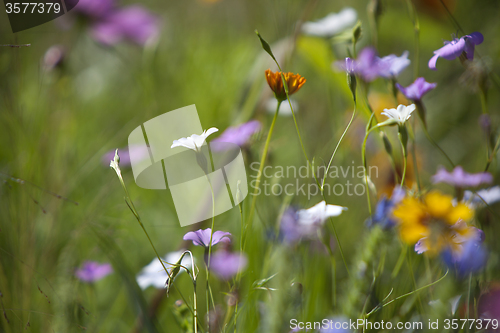 Image of Wildflower meadow