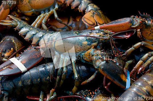 Image of Maine lobsters