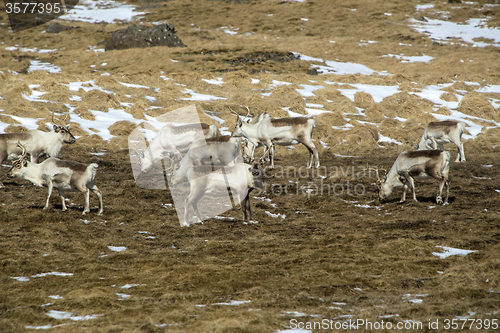Image of Herd of reindeer in Iceland