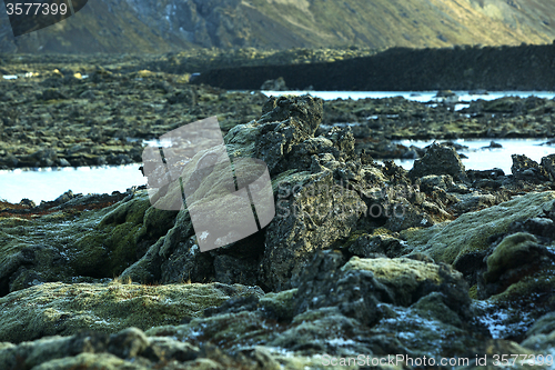 Image of Green moss on volcanic rocks in Iceland