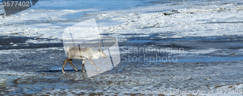 Image of Reindeer at a lake, Iceland