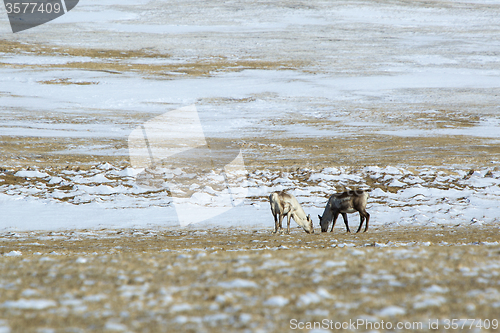 Image of Herd of reindeer in Iceland