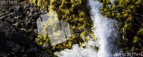 Image of Closeup of fragile Icelandic moss