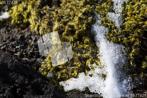 Image of Closeup of fragile Icelandic moss