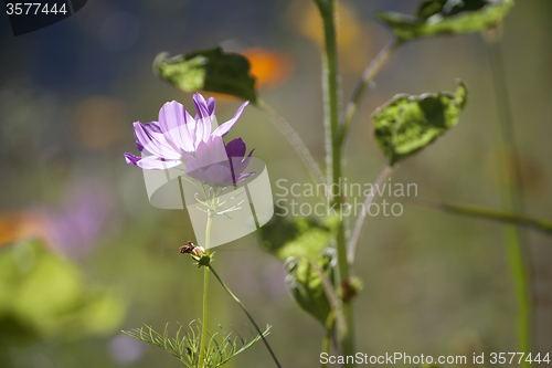 Image of Wildflower meadow