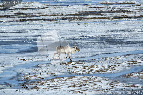 Image of Reindeer in Iceland