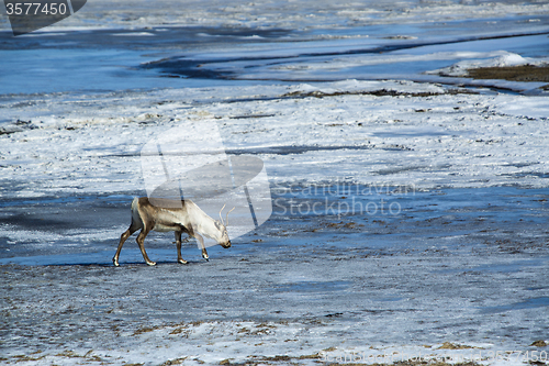 Image of Reindeer in Iceland