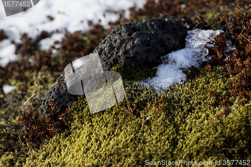 Image of Closeup of fragile Icelandic moss