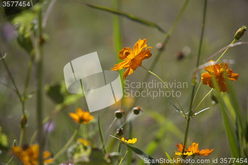 Image of Wildflower meadow