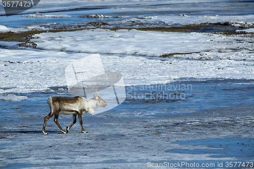 Image of Reindeer at a lake, Iceland