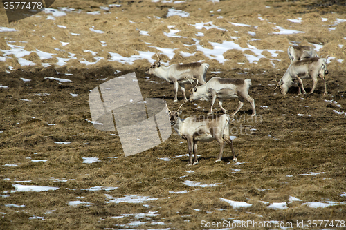 Image of Reindeers in Iceland