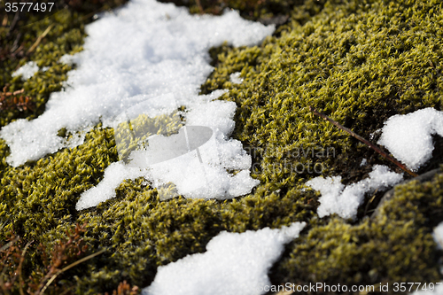 Image of Closeup of fragile Icelandic moss