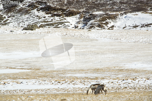 Image of Two reindeers in Iceland