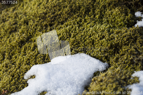 Image of Closeup of fragile Icelandic moss