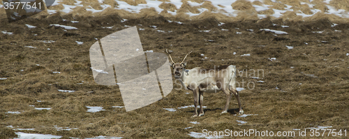Image of Reindeer in Iceland