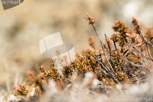 Image of Shrubs in spring
