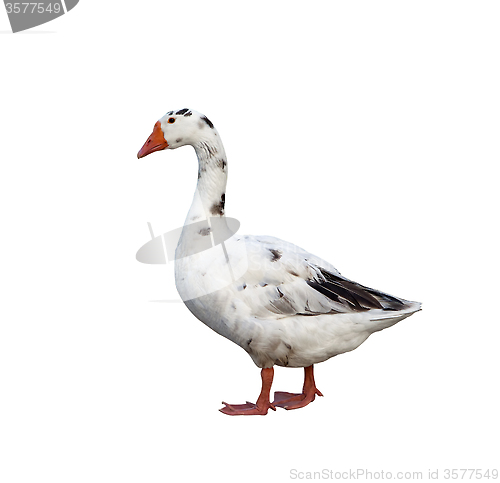 Image of White goose