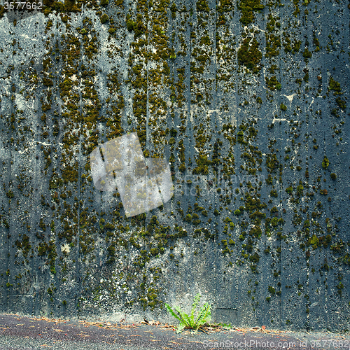 Image of Green moss on old wall