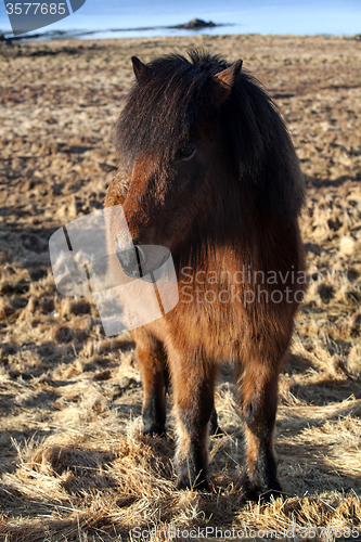 Image of Brown icelandic pony on a meadow