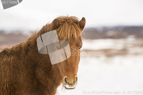 Image of Portrait of a brown Icelandic horse 