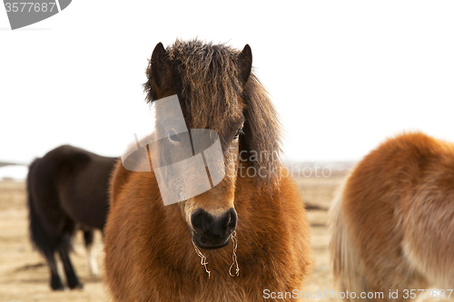 Image of Portrait of an Icelandic pony with a brown mane