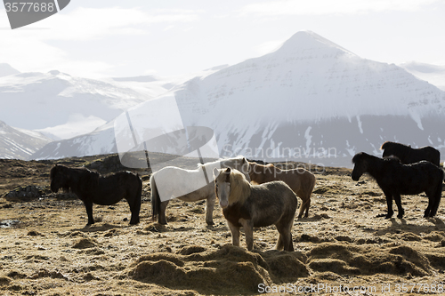 Image of Herd of Icelandic horses in spring