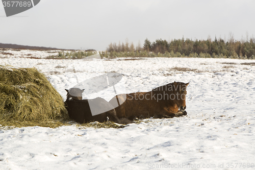 Image of Two Icelandic horses in winter   