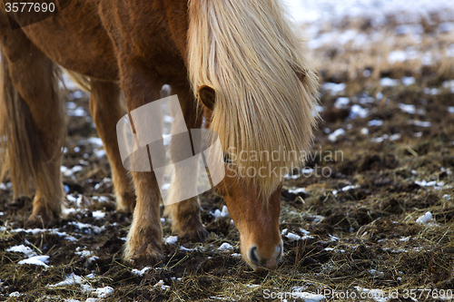 Image of Portrait of a brown Icelandic horse 