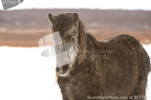 Image of Icelandic horse in wintertime