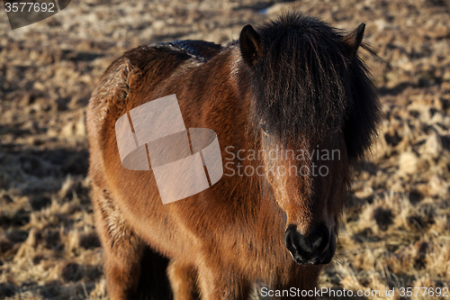 Image of Brown Icelandic pony on a meadow