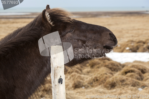 Image of Portrait of a young black Icelandic horse