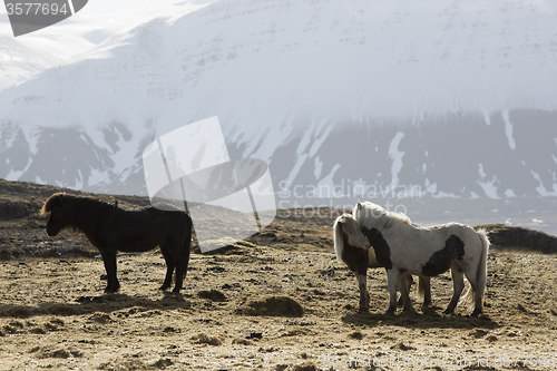 Image of Icelandic horses in wintertime