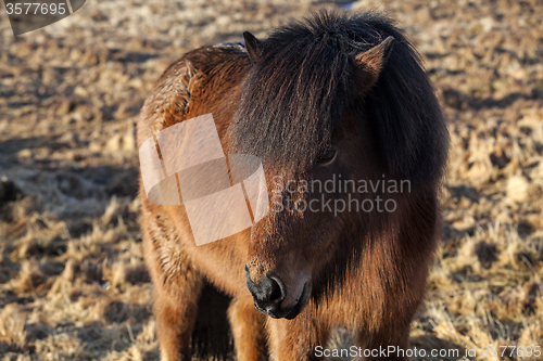 Image of Brown Icelandic pony on a meadow