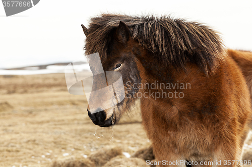 Image of Portrait of an Icelandic pony with a brown mane