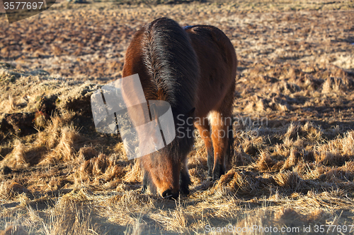 Image of Brown Icelandic horse on a meadow
