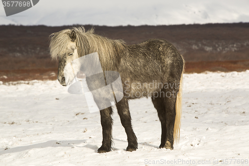 Image of Portrait of an Icelandic horse 