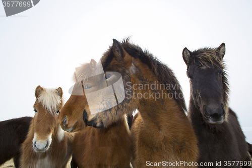 Image of Curious Icelandic horses