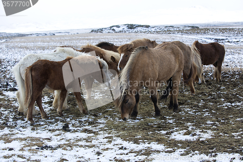 Image of Herd of Icelandic horses in winter