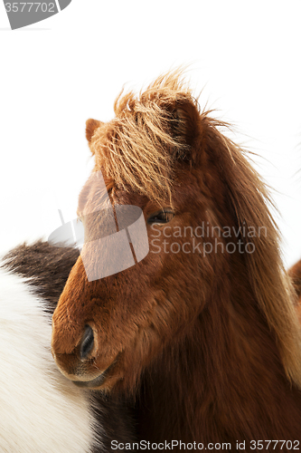 Image of Portrait of an Icelandic pony with a brown mane