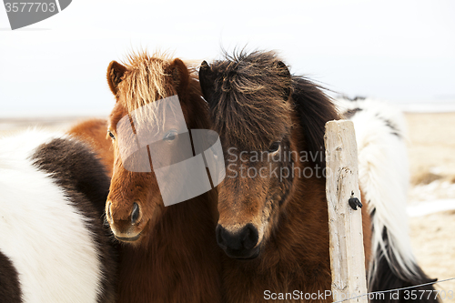 Image of Herd of Icelandic ponies 