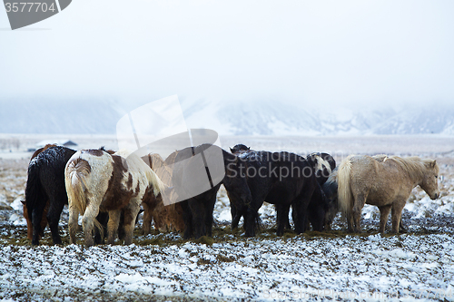 Image of Herd of Icelandic horses after snow storm