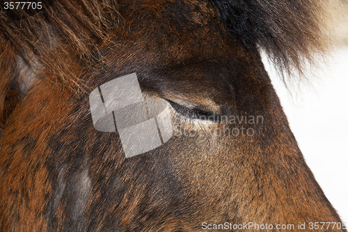 Image of Closeup of brown Iceland horse with closed eyes