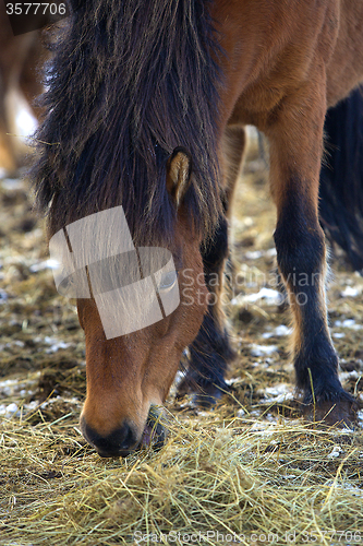 Image of Brown Icelandic horse eats grass