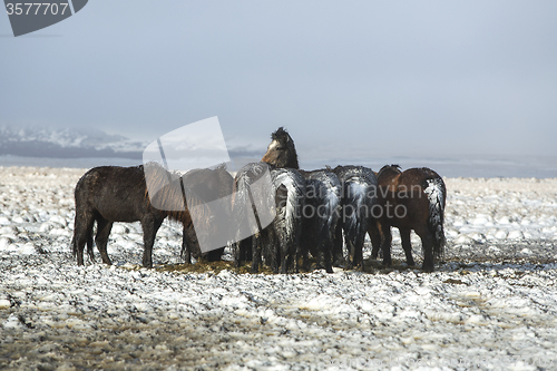 Image of Herd of Icelandic horses after snow storm