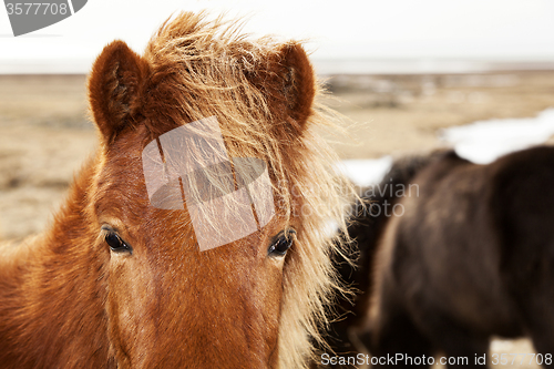 Image of Closeup of a brown Icelandic pony 